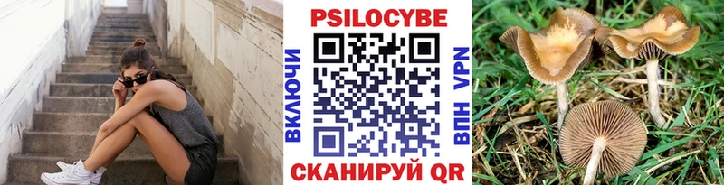 Купить  Полярные Зори  Галлюциногенные грибы Psilocybine cubensis 